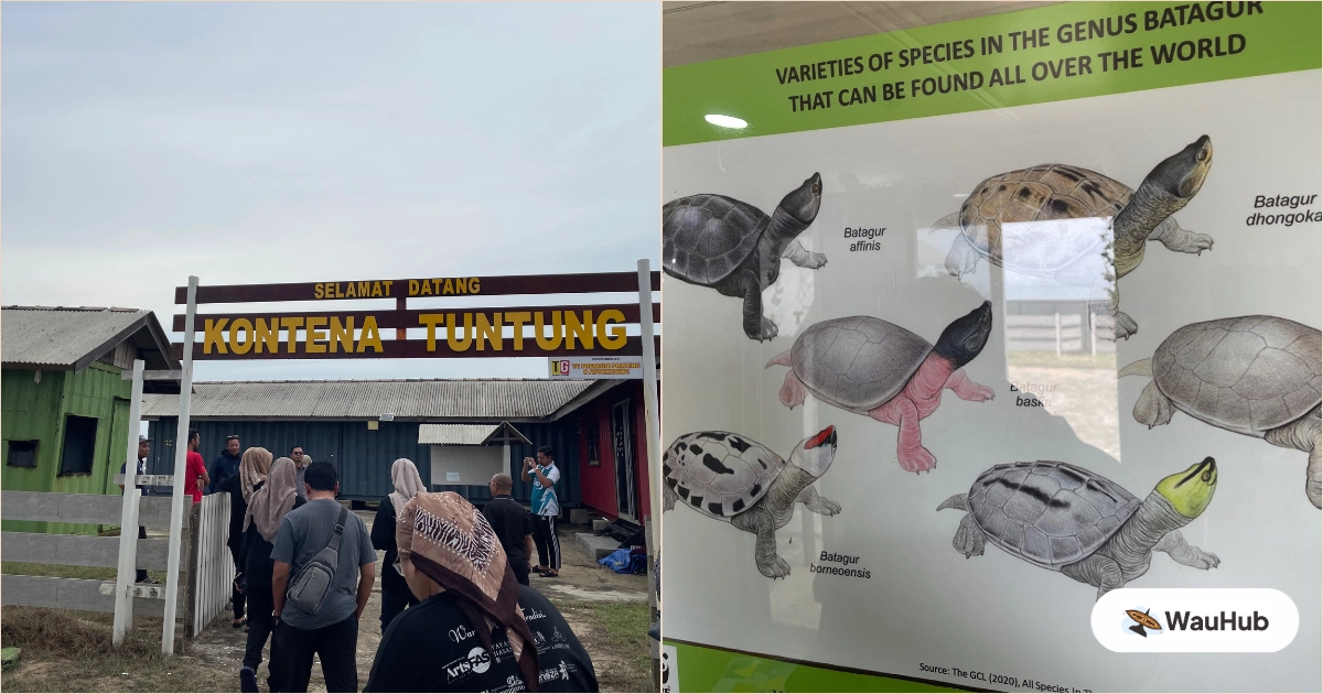 Kontena Tuntung turtle conservation project