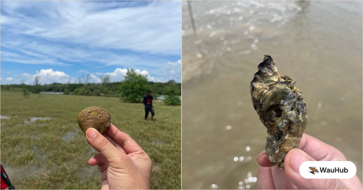 Fresh river clams and oysters from Setiu