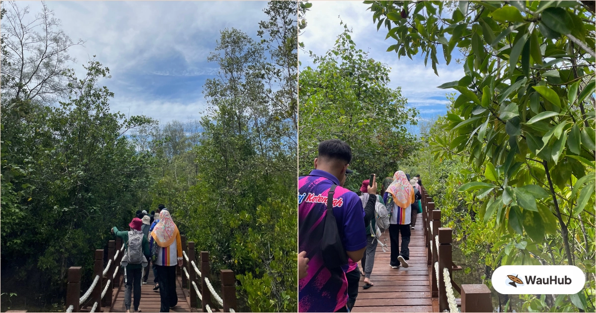 Mangrove ecosystem in Setiu Wetland